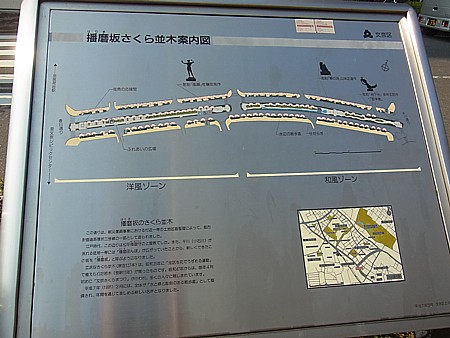 播磨坂さくら並木
