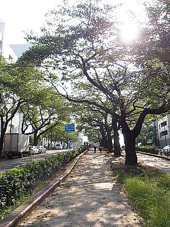 播磨坂さくら並木