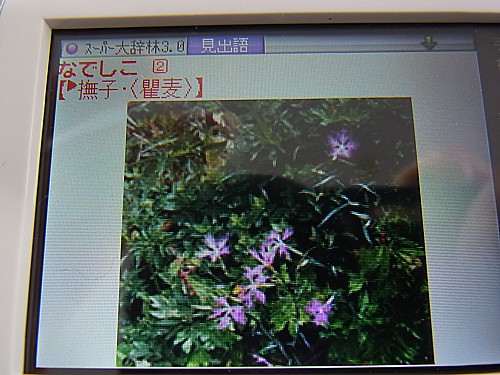 カラー表示