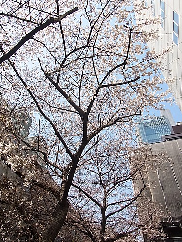 桜が開花