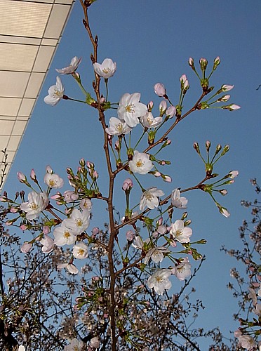 桜が開花