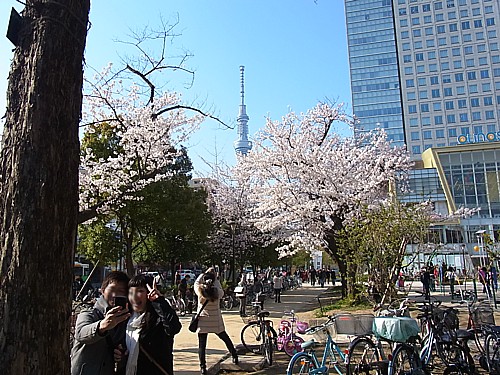 花見