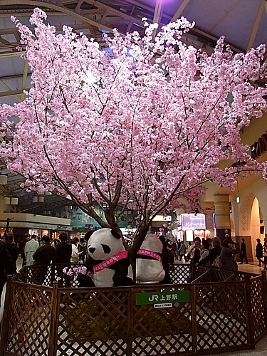 桜満開