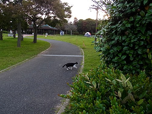 若洲キャンプレポ