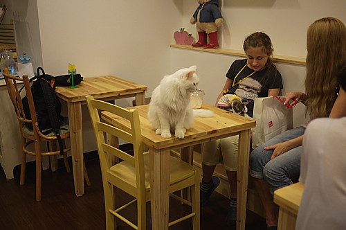 CAT Cafe