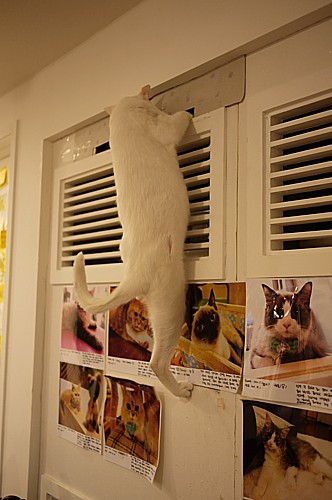 ヒトコマ