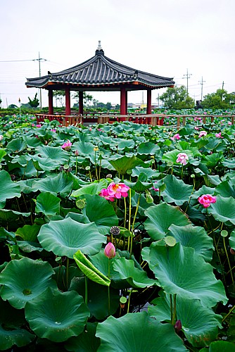 約3500坪の池