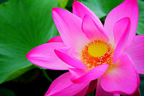 蓮の花