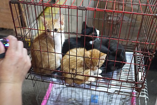 子猫