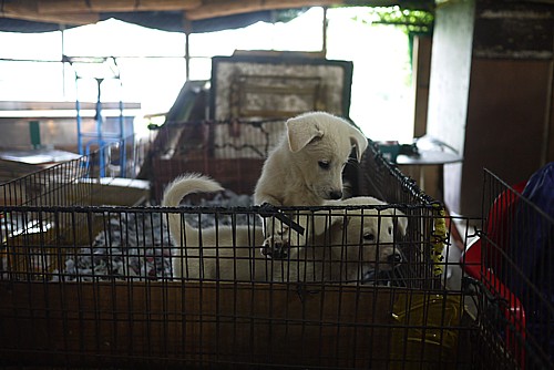 犬