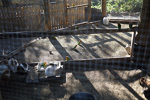 動物園