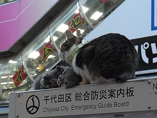 看板猫