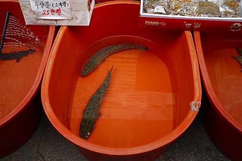 雷魚