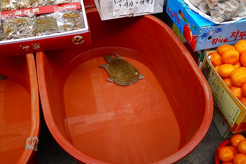 すっぽん