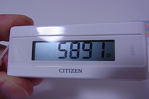 残高確認