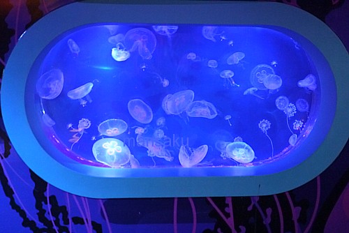 くらげ水族館
