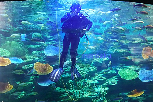 釜山水族館