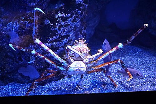 SEA LIFE