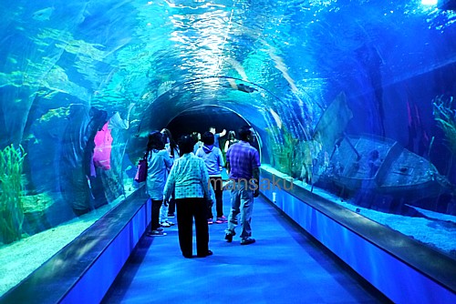 aqua museum korea