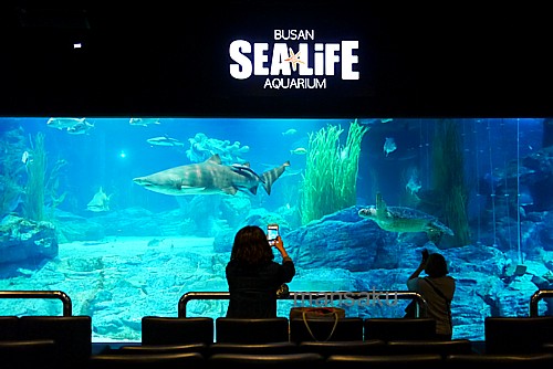 ちゅら海水族館