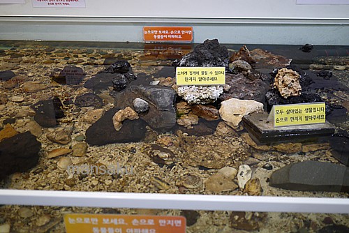 生き物