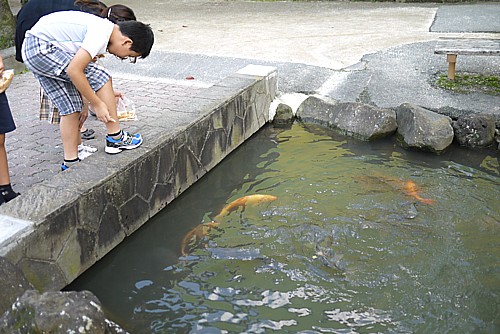 鯉が流れる川
