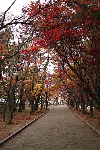 紅葉