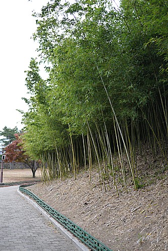 竹林