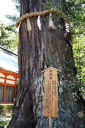 御神木