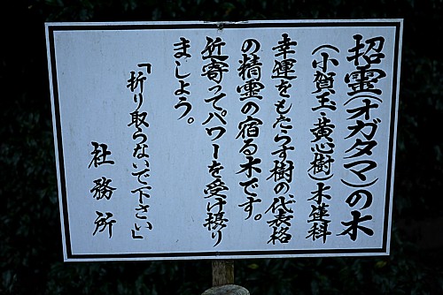 オカダマの木