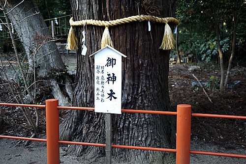 樹齢