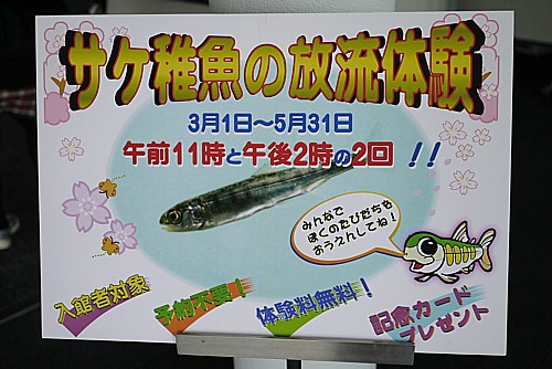 サケ稚魚放流