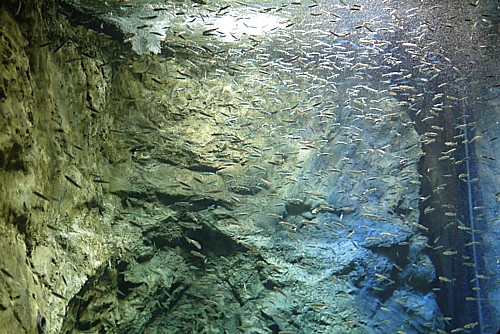 千歳水族館