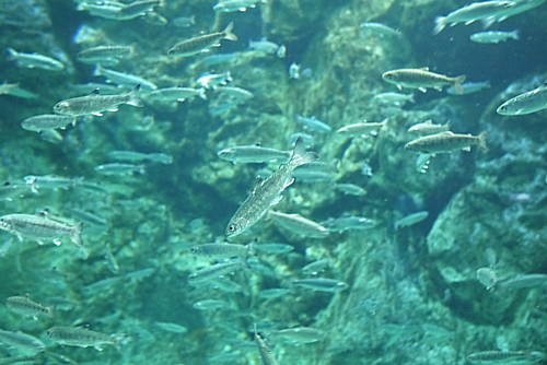 千歳水族館