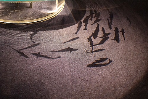 芸術的な魚影