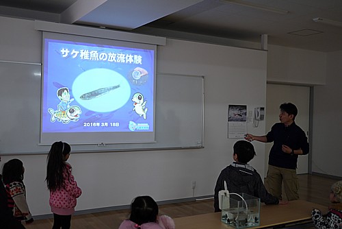 サケ稚魚放流