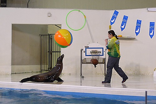 北海道最大の水族館