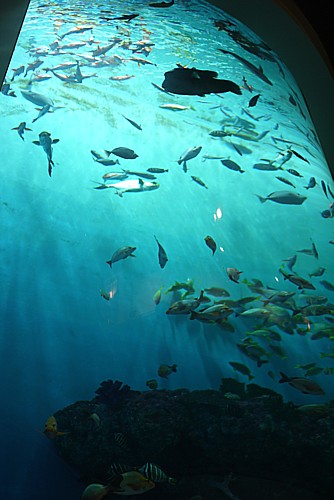 巨大水族館