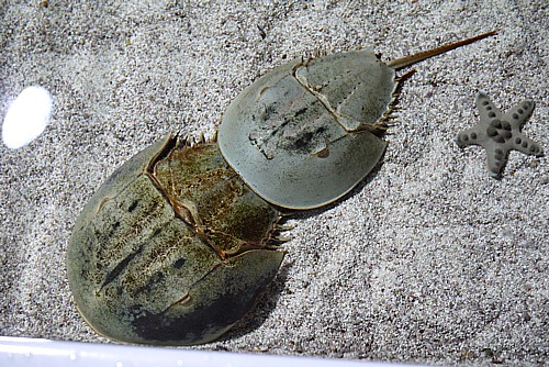 カブトガニ