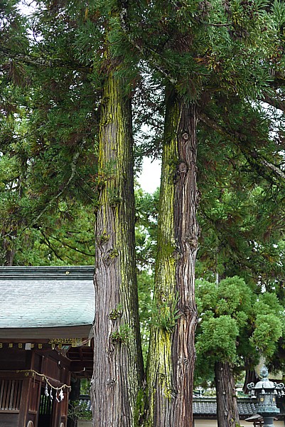 不思議な木