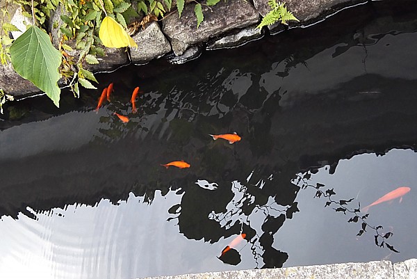 金魚