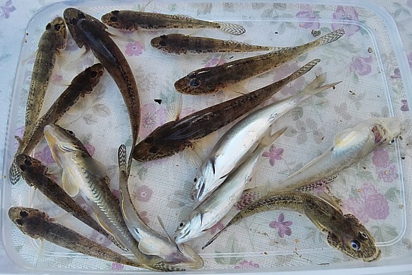 釣果