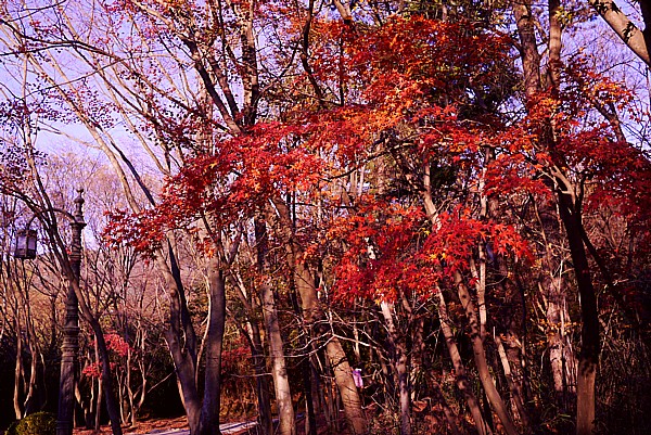 紅葉シーズン