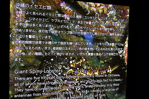 英語の説明