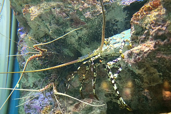 伊勢海老