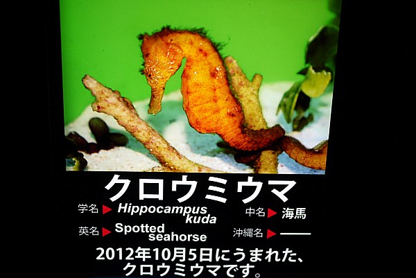 タツノオトシゴ