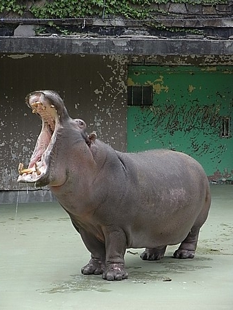 カバの大あくび