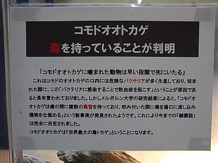 コモドオオトカゲ