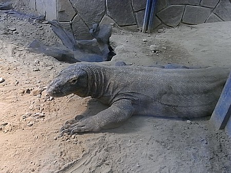 世界最大の毒トカゲ
