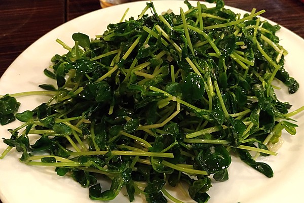 豆苗